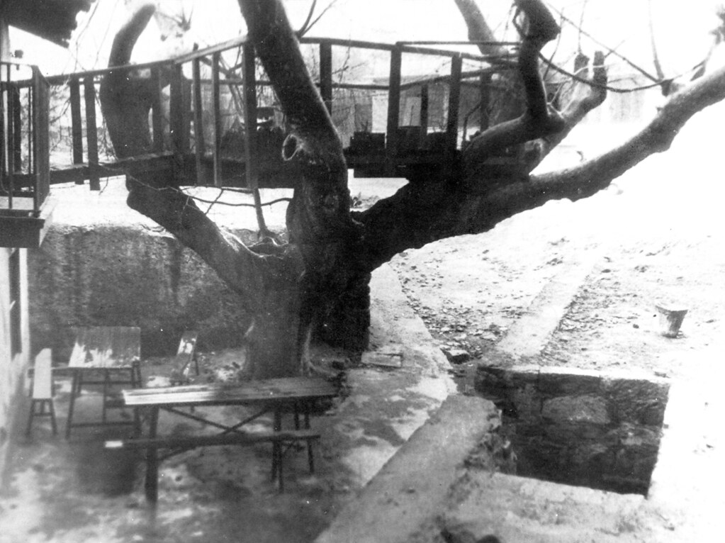 Árbol en el parque Sarriko, dentro de Ibarrekolanda